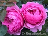 Princess Alexandra of Kent Princess Alexandra of Kent