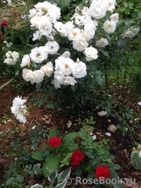 Schneewittchen Schneewittchen
