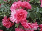 Rosarium Uetersen Rosarium Uetersen