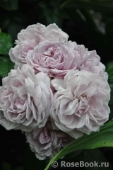 Lavendula Lavendula