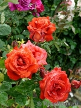 Terracotta ® Terracotta ®