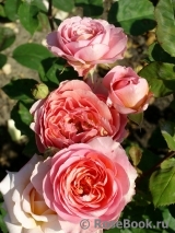 Amandine Chanel Amandine Chanel