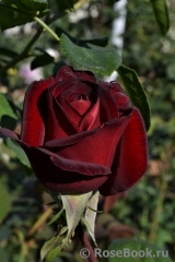 Schwarze Madonna Schwarze Madonna