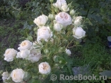 Herzogin Christiana ® Herzogin Christiana ®