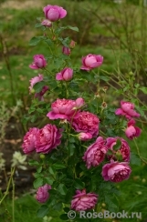 Princess Anne Princess Anne