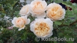 Crocus Rose® Crocus Rose®