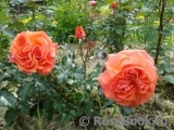 Tatton Tatton