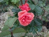 Tatton Tatton