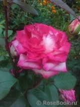 Fair Lady Fair Lady