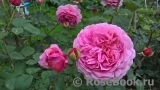 Princess Alexandra of Kent Princess Alexandra of Kent