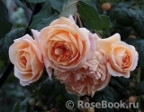 Crown Princess Margareta® Crown Princess Margareta®