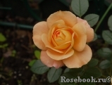 Sangerhauser Jubilaumsrose Sangerhauser Jubilaumsrose