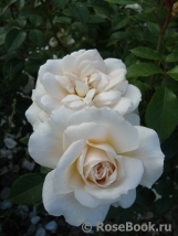 Lions Rose Lions Rose
