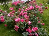 Rosarium Uetersen Rosarium Uetersen