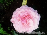 Tickled Pink Tickled Pink
