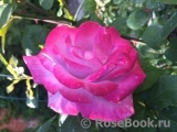 Rose Gaujard Rose Gaujard