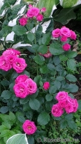 Lovely Lydia® Lovely Lydia®