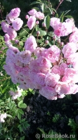 Heavenly Pink Heavenly Pink