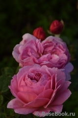 Princess Alexandra of Kent Princess Alexandra of Kent