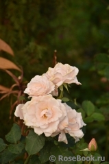 Mercy Rose Mercy Rose