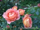Lady of Shalott Lady of Shalott