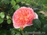 Abraham Darby Abraham Darby