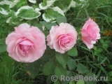 Olivia Rose Austin Olivia Rose Austin