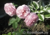 Olivia Rose Austin Olivia Rose Austin