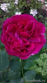 Falstaff® Falstaff®