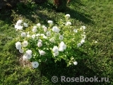 Aspirin Rose