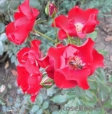 Black Forest Rose ®