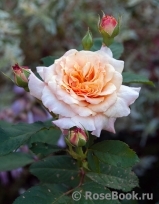 Caramella Caramella
