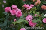 La Rose de Molinard ® La Rose de Molinard ®