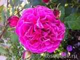 Scent of Woman ® Scent of Woman ®