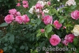 La Rose de Molinard ® La Rose de Molinard ®