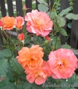 Westerland Westerland