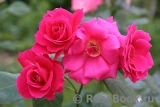 Rubinchen® Rubinchen®