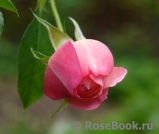 Constance Constance