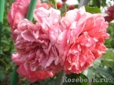 Rosarium Uetersen Rosarium Uetersen