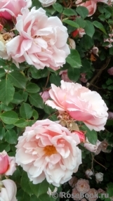 Albertine Albertine