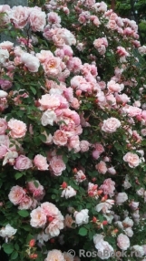 Albertine Albertine