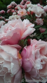 Albertine Albertine
