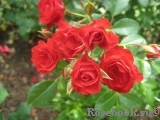 Scarlet Meillandecor Scarlet Meillandecor