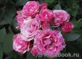 Pink Flash Pink Flash