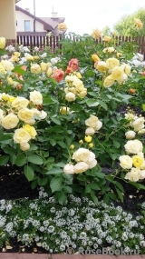 Golden Border Golden Border