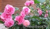 Perse Rose, The Perse Rose, The