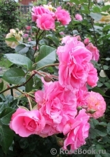 Perse Rose, The Perse Rose, The