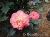 Augusta Luise Augusta Luise