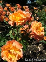Westerland Westerland
