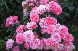 Rosarium Uetersen Rosarium Uetersen